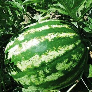 Should you buy watermelon seeds? Producer: an overview of the variety of American breeders, its advantages and disadvantages