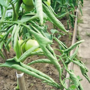 What to do if tomato leaves curl in a greenhouse?