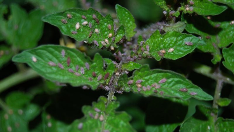 What to do if tomato leaves curl in a greenhouse?