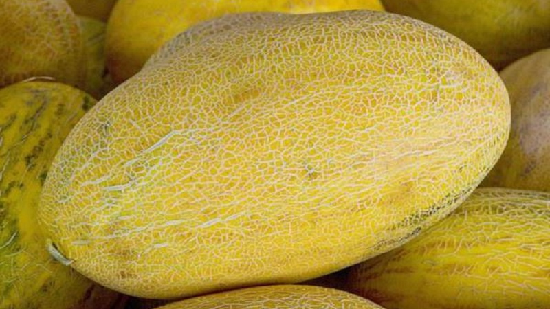 Sweet and fragrant Uzbek melon Gulyabi: how to choose and how to grow it yourself