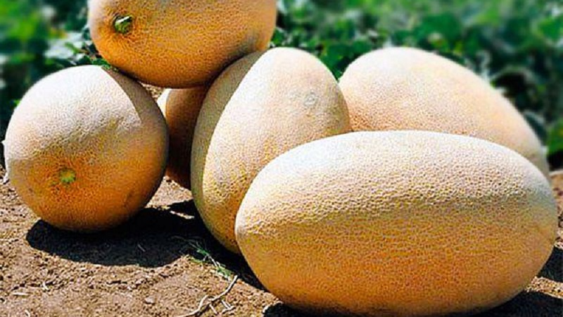 Sweet and fragrant Uzbek melon Gulyabi: how to choose and how to grow it yourself