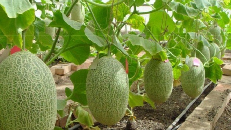 Sweet and fragrant Uzbek melon Gulyabi: how to choose and how to grow it yourself