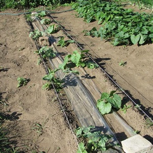 Sweet and fragrant Uzbek melon Gulyabi: how to choose and how to grow it yourself
