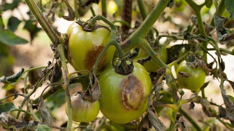 We save the affected crop of tomatoes or how to save tomatoes from late blight if they are already sick