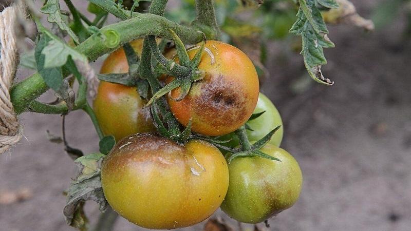 We save the affected crop of tomatoes or how to save tomatoes from late blight if they are already sick