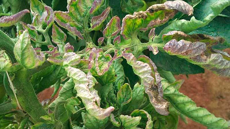 We save the affected crop of tomatoes or how to save tomatoes from late blight if they are already sick