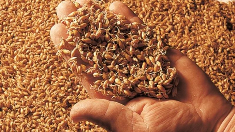 How to make barley malt at home
