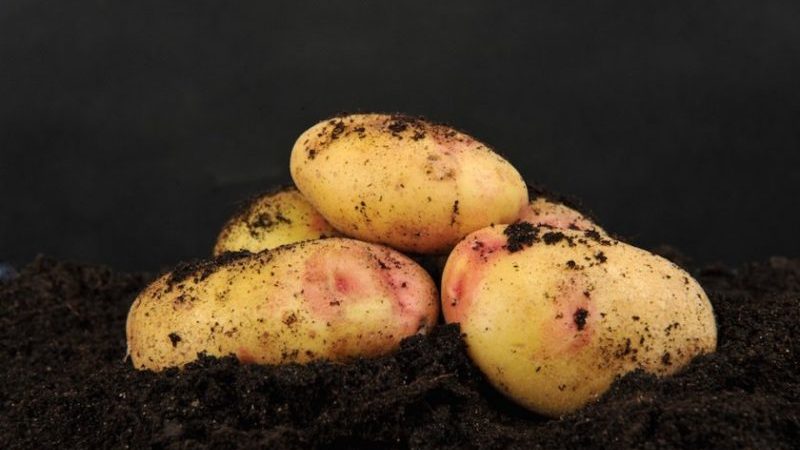 Potato variety Galaktika with excellent taste and long shelf life