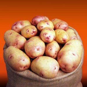 Potato variety Galaktika with excellent taste and long shelf life