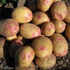 Potato variety Galaktika with excellent taste and long shelf life