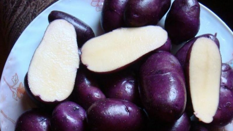 Amateur table potato Gypsy with purple skin and white flesh