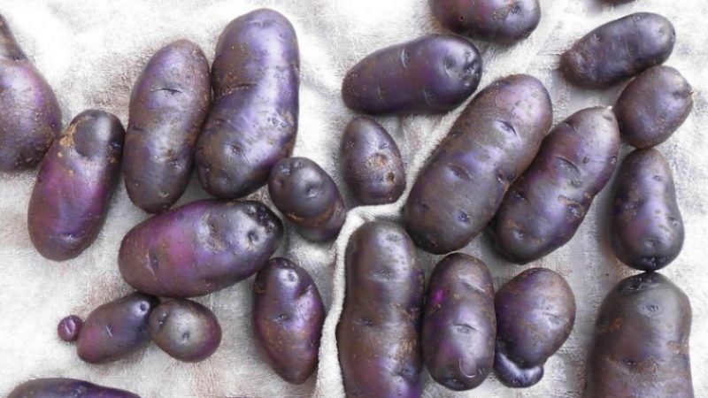 Amateur table potato Gypsy with purple skin and white flesh