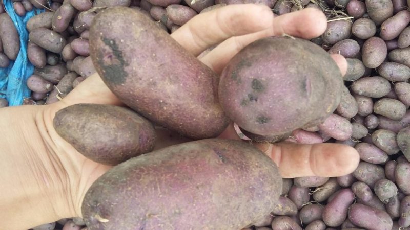 Amateur table potato Gypsy with purple skin and white flesh