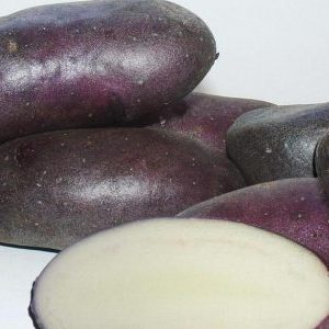 High-yielding purple potato variety Cornflower from domestic breeders