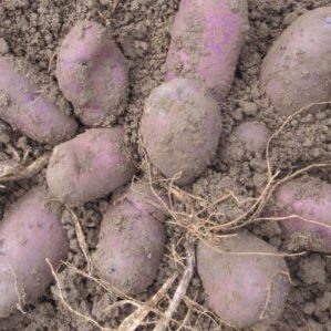 High-yielding purple potato variety Cornflower from domestic breeders