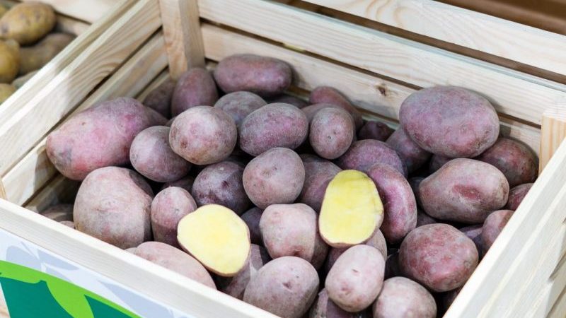 High-yielding purple potato variety Cornflower from domestic breeders