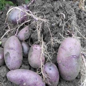High-yielding purple potato variety Cornflower from domestic breeders
