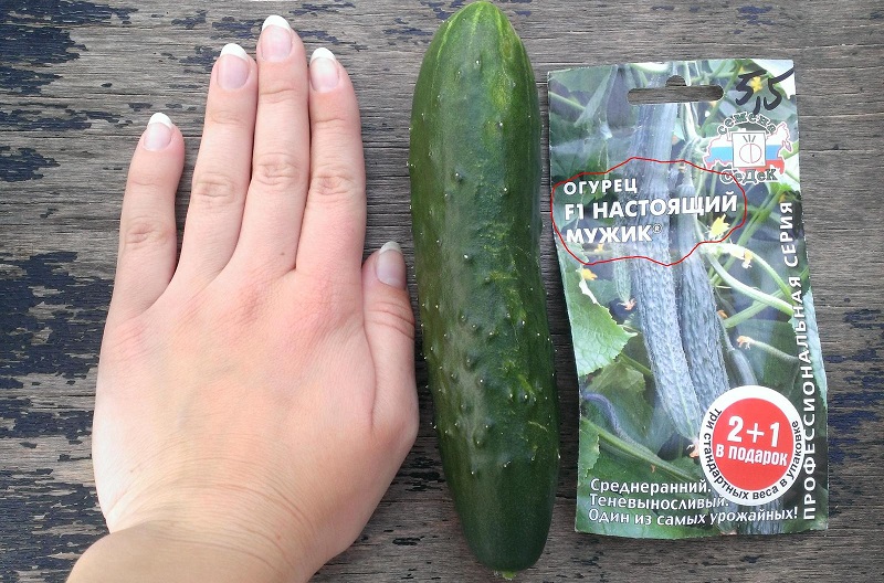 Mid-early hybrid of cucumbers A real man with strong strong bushes and large fruits