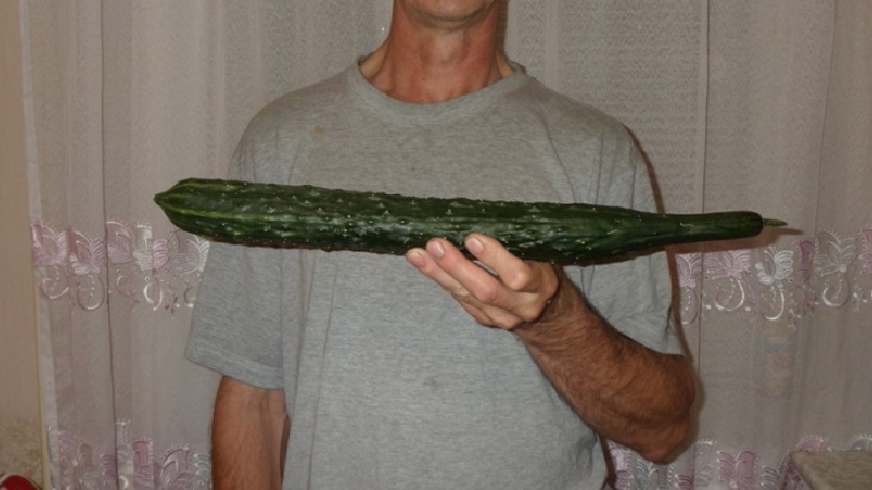 Mid-early hybrid of cucumbers A real man with strong strong bushes and large fruits