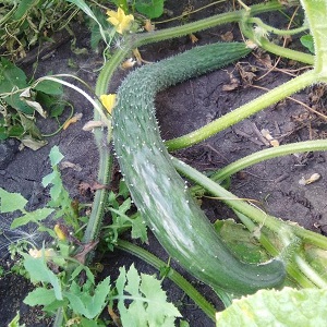 Mid-early hybrid of cucumbers A real man with strong strong bushes and large fruits