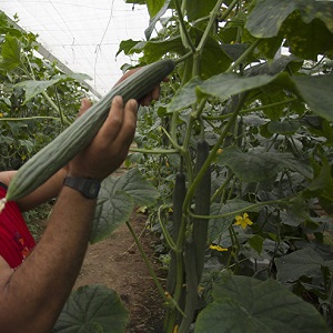 Mid-early hybrid of cucumbers A real man with strong strong bushes and large fruits