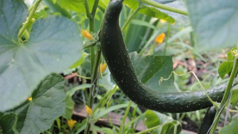 Mid-early hybrid of cucumbers A real man with strong strong bushes and large fruits