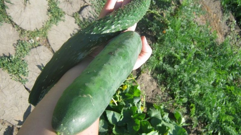 Mid-early hybrid of cucumbers A real man with strong strong bushes and large fruits