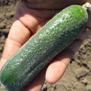 Medium-early self-pollinated cucumber Patti: secrets of agricultural technology and crop reviews