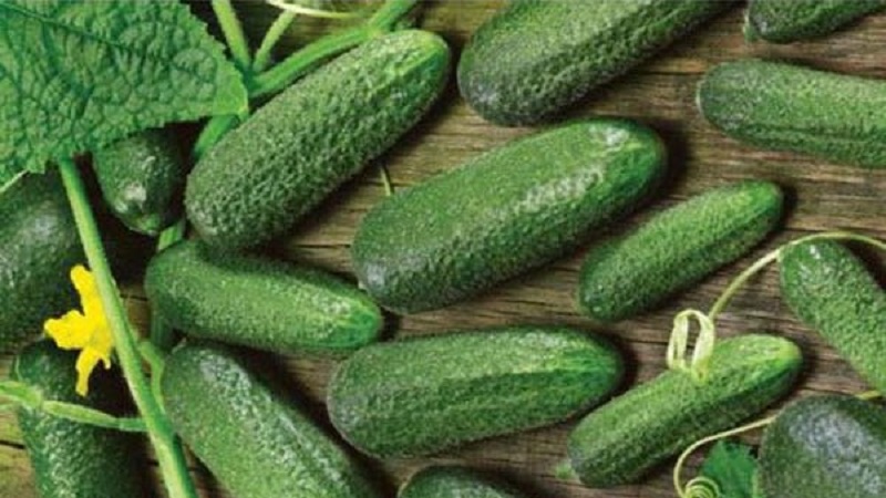 Medium-early self-pollinated cucumber Patti: secrets of agricultural technology and crop reviews