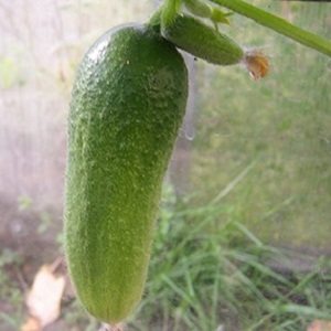 Medium-early self-pollinated cucumber Patti: secrets of agricultural technology and crop reviews