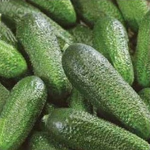 Medium-early self-pollinated cucumber Patti: secrets of agricultural technology and crop reviews