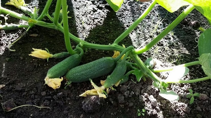 Medium-early self-pollinated cucumber Patti: secrets of agricultural technology and crop reviews