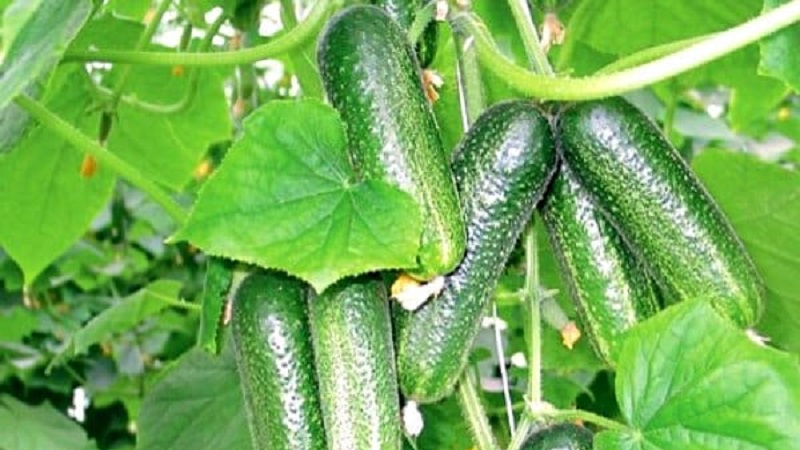 Medium-early self-pollinated cucumber Patti: secrets of agricultural technology and reviews about the harvest