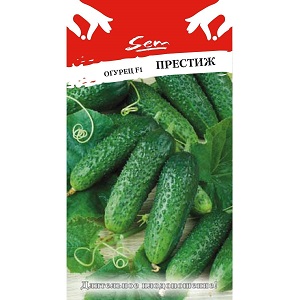 Mid-season hybrid of Prestige cucumbers from domestic breeders