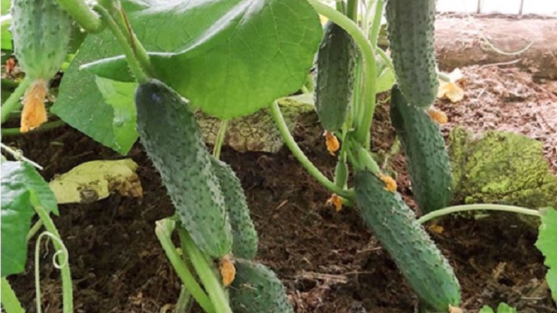 Mid-season hybrid of Prestige cucumbers from domestic breeders