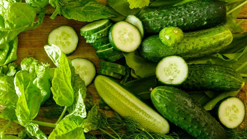Mid-season hybrid of Prestige cucumbers from domestic breeders