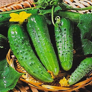 Mid-season hybrid of Prestige cucumbers from domestic breeders