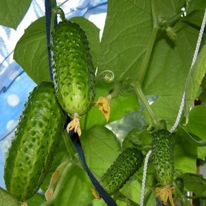 Mid-season hybrid of Prestige cucumbers from domestic breeders