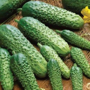 Mid-season hybrid of Prestige cucumbers from domestic breeders