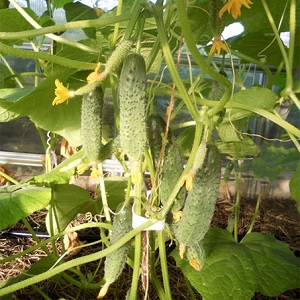 Mid-season hybrid of Prestige cucumbers from domestic breeders