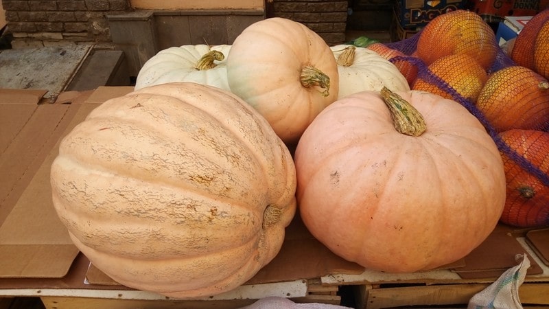 When to harvest pumpkin in the Moscow region and how to do it correctly: features of growing and harvesting