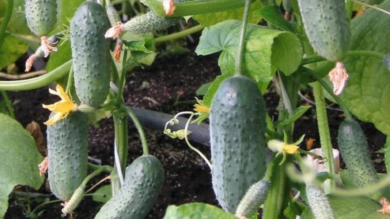 Disease-resistant and easy-care Buyan f1 cucumbers from Russian breeders