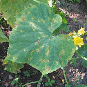 Disease-resistant and easy-care Buyan f1 cucumbers from Russian breeders