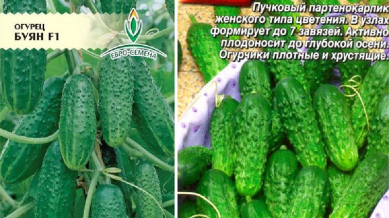 Disease-resistant and easy-care Buyan f1 cucumbers from Russian breeders