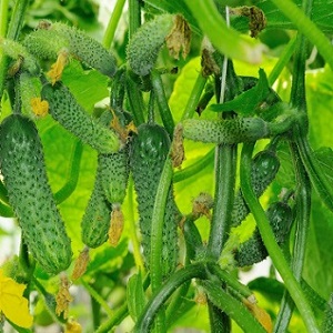 Disease-resistant and easy-care Buyan f1 cucumbers from Russian breeders