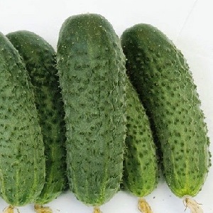 Disease-resistant and easy-care Buyan f1 cucumbers from Russian breeders