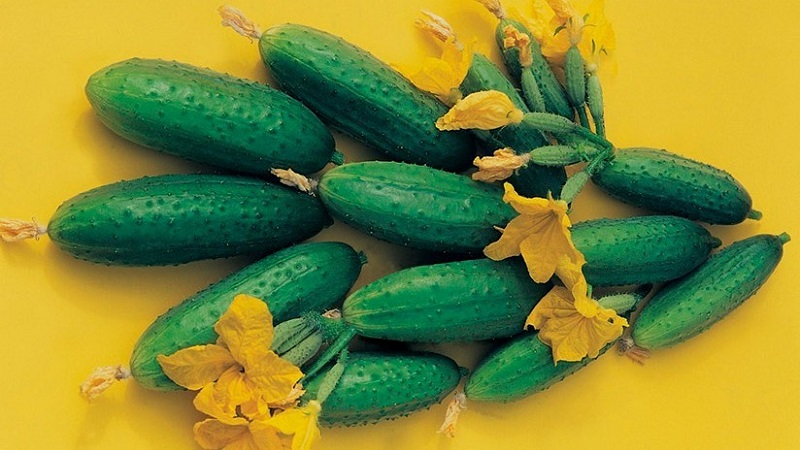 Disease-resistant and easy-care Buyan f1 cucumbers from Russian breeders