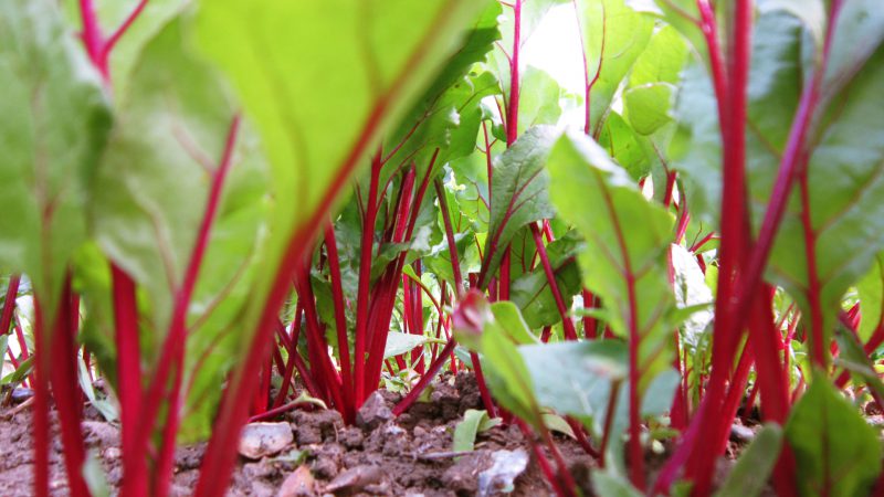 Beets grow poorly - how to feed them: determine the lack of trace elements and select the best fertilizer composition