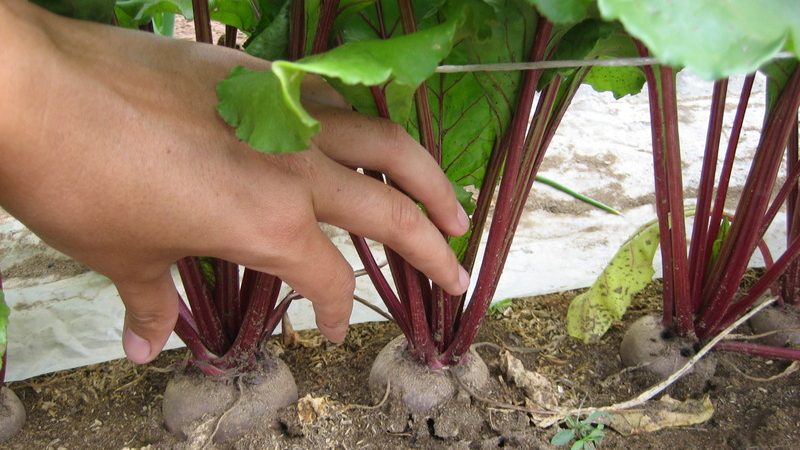 Beets grow poorly - how to feed them: determine the lack of trace elements and select the best fertilizer composition