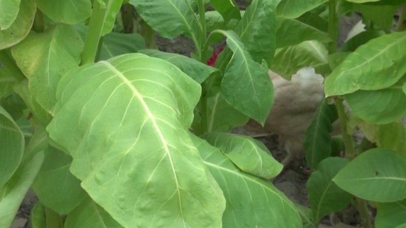 One of the best aromatic tobacco varieties - Dubek straight from Turkey